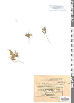 VOR 0023140
