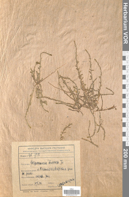 VOR 0023137