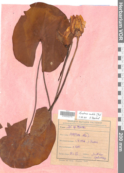 VOR 0042775