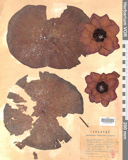 VOR 0042763