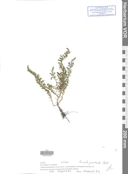 VOR 0042206