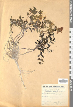 VOR 0017698