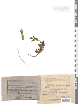 VOR 0017696