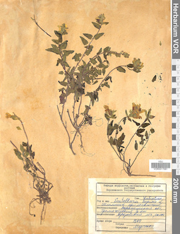 VOR 0017681