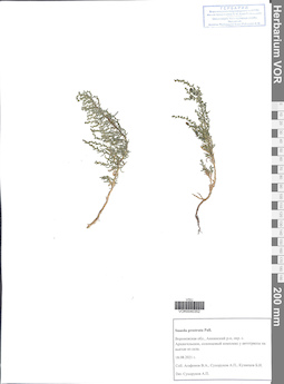 VOR 0040352