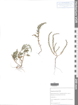 VOR 0040351