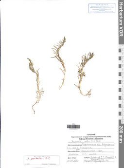 VOR 0040317