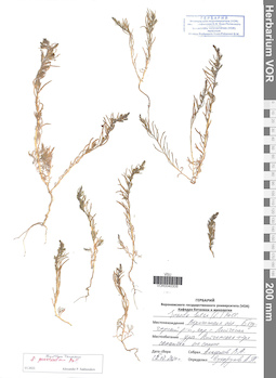 VOR 0040308