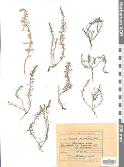 VOR 0022933