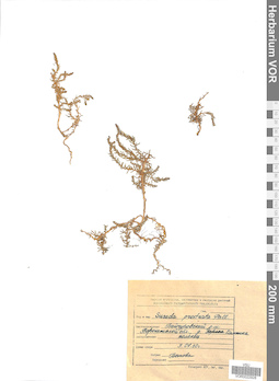 VOR 0022928