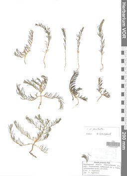 VOR 0022927