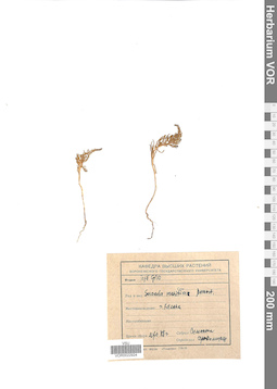 VOR 0022924