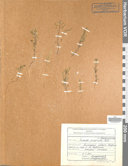 VOR 0022913