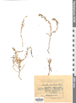 VOR 0022896