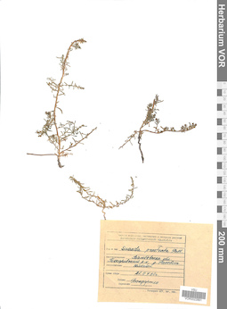 VOR 0022891