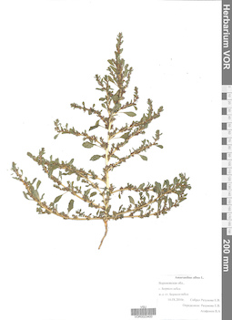 VOR 0023400