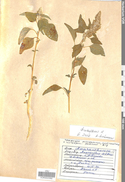 VOR 0023392