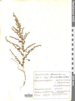 VOR 0023390