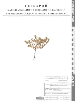 VOR 0022531