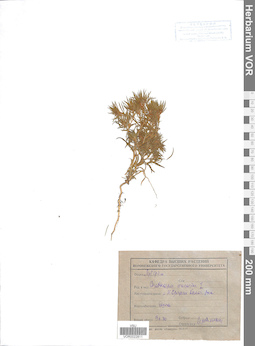 VOR 0022811
