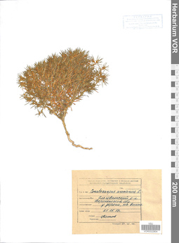 VOR 0022804