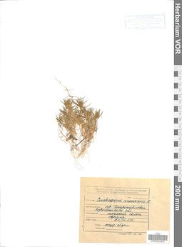 VOR 0022803