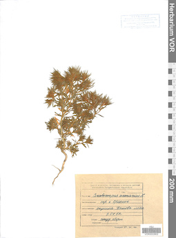 VOR 0022802