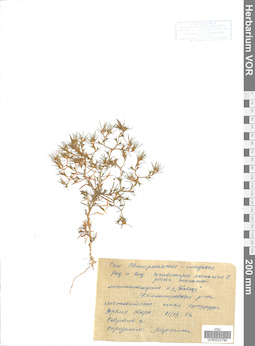 VOR 0022796