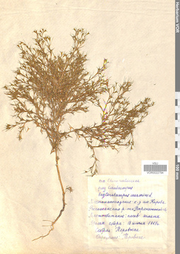 VOR 0022794