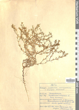 VOR 0022792