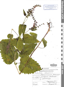 VOR 0021176