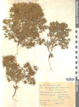 VOR 0022790