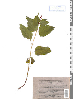 VOR 0021174
