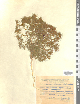 VOR 0022787