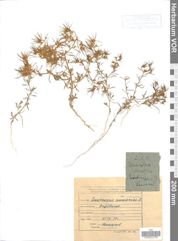 VOR 0022785