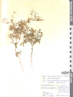 VOR 0022784