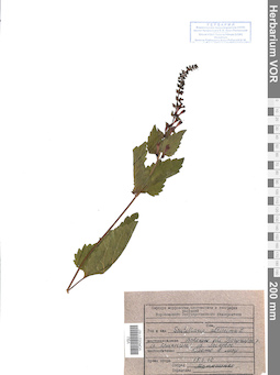VOR 0021167