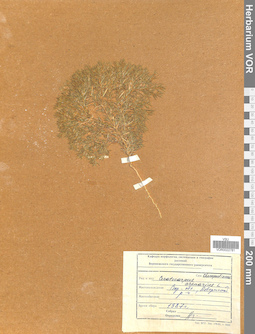 VOR 0022781