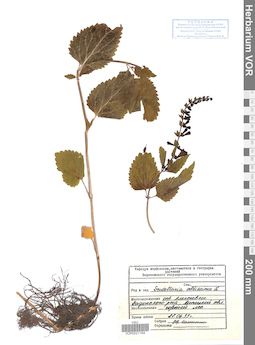 VOR 0021164
