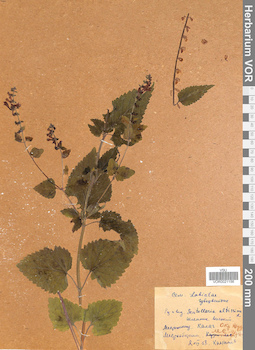 VOR 0021156
