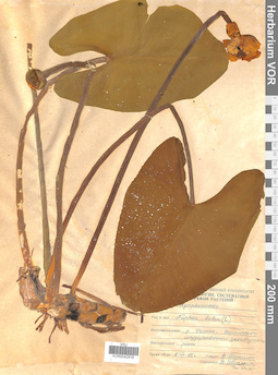 VOR 0042818