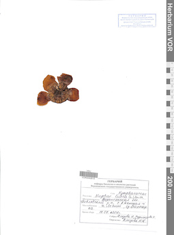 VOR 0042815
