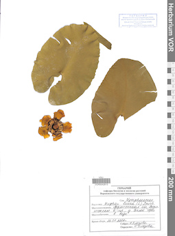 VOR 0042813