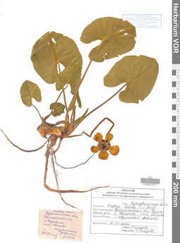 VOR 0042811