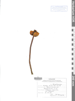 VOR 0042810