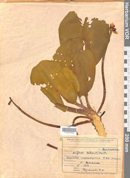 VOR 0042809