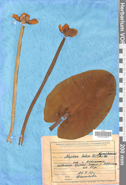 VOR 0042801