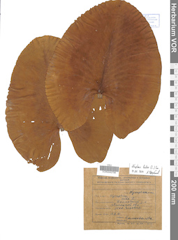 VOR 0042799