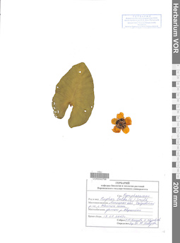 VOR 0042798