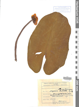 VOR 0042796